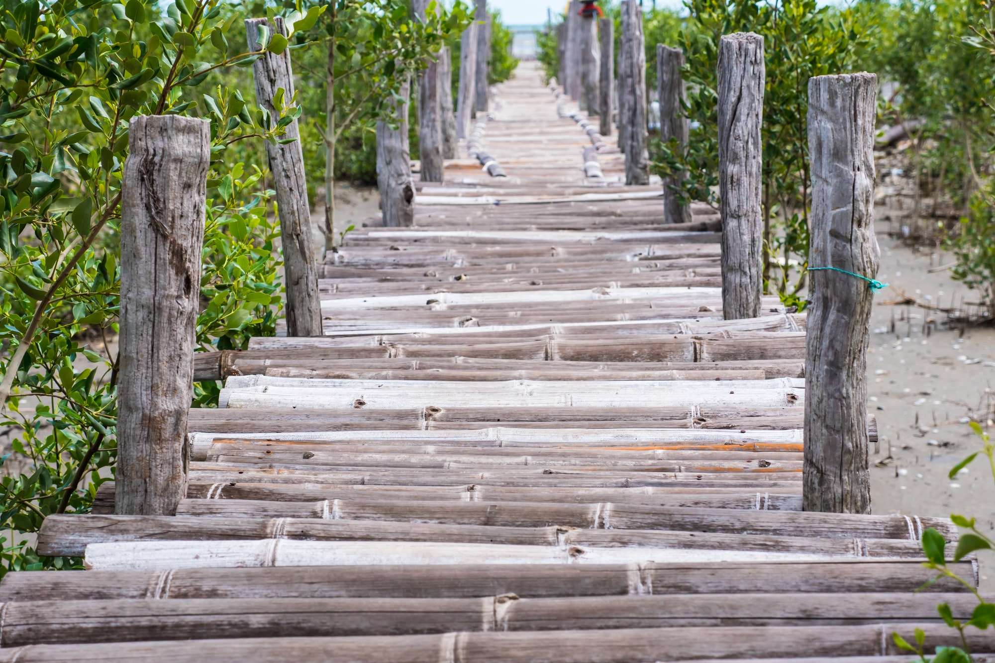 Wooden bridge over mangrove forest.