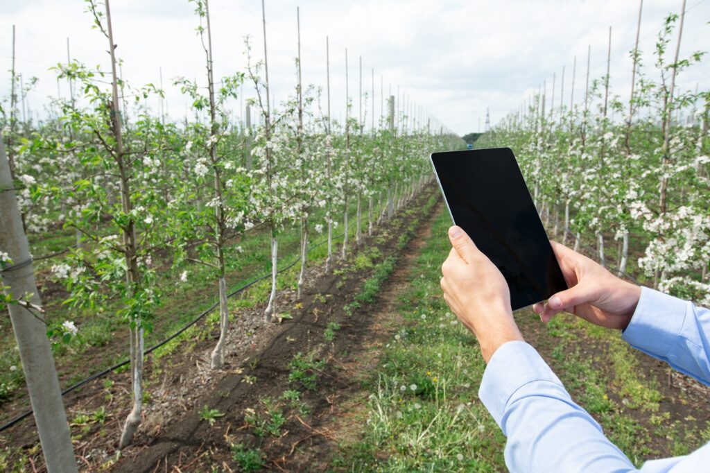 Farmer using digital tablet, inspecting blooming fruit trees in orchard
