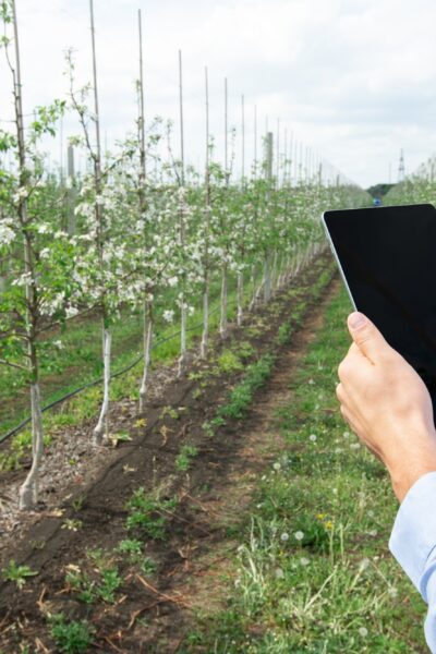 Farmer using digital tablet, inspecting blooming fruit trees in orchard