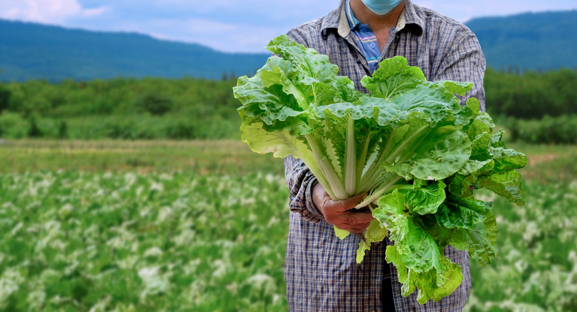 Focus at fresh lettuces bunch in Asian farmer hand with blurred organic farm in rural background