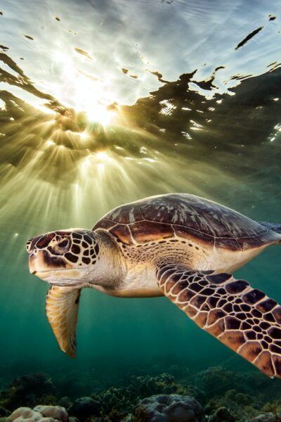 Rare green sea turtle (Chelonia Mydas), swimming in open ocean, Moalboal, Cebu, Philippines