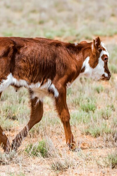 Pretty little calf in green pasture