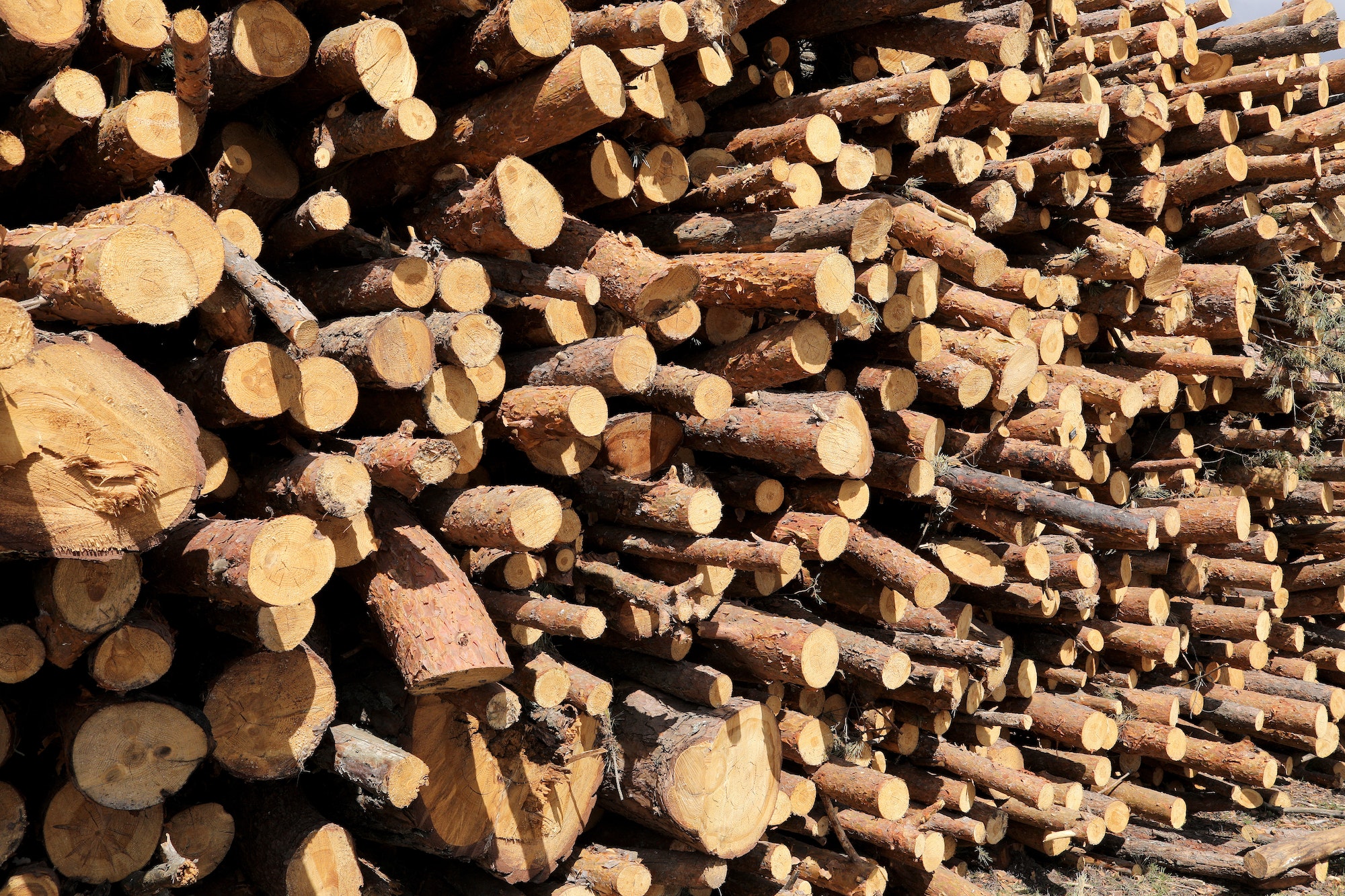 Stack of cut pine tree logs in a forest. Wood logs, timber logging, industrial destruction, forests