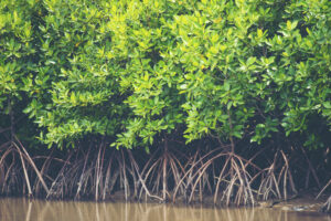 the mangrove forest, tropical forest in Thailand