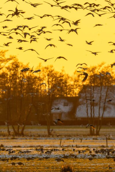 Flock of Geese at sunset looking for safe rust place